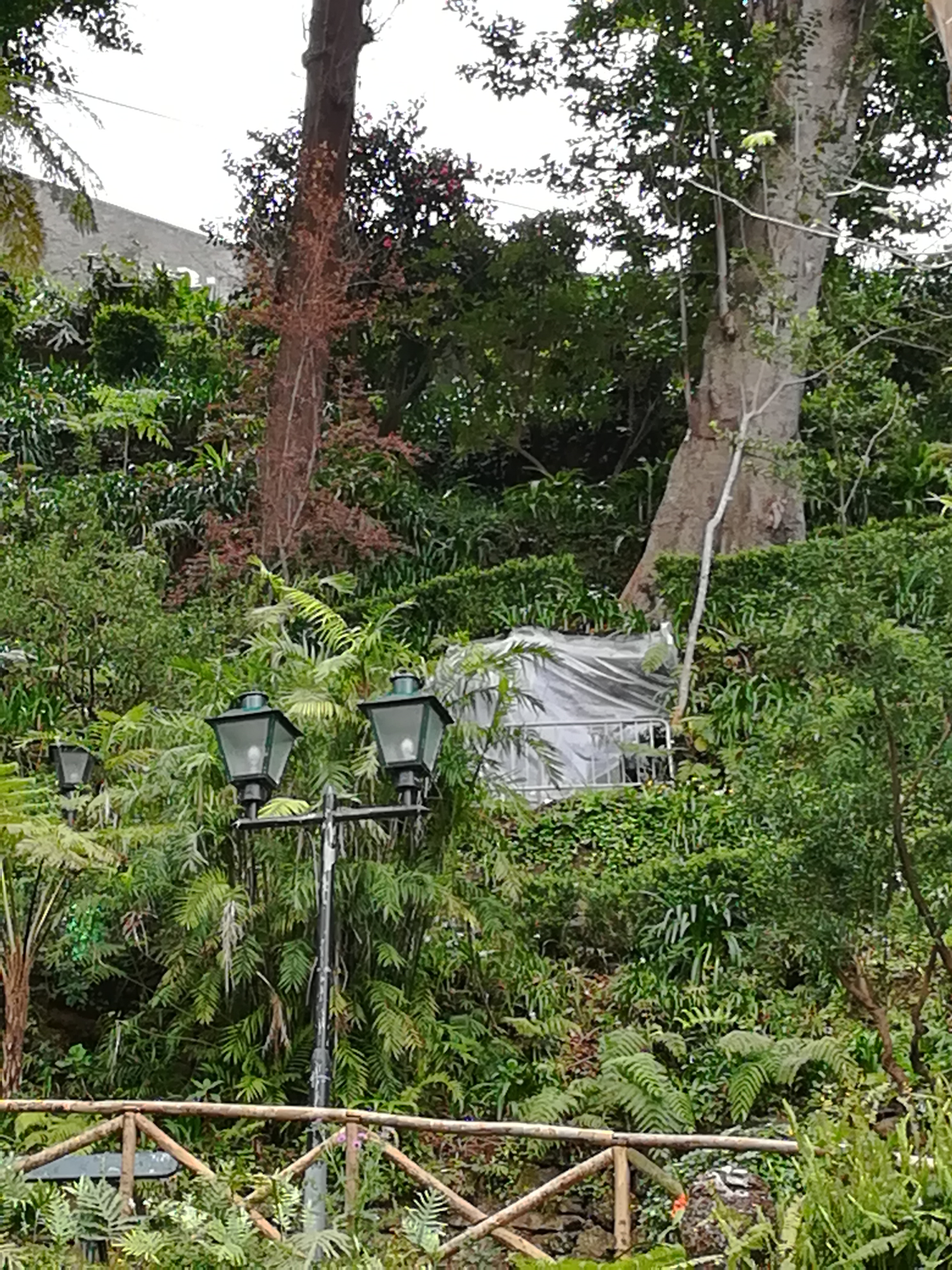 Plastico Cobre Raiz Da Arvore Que Caiu No Largo Da Fonte Proposito E Desconhecido